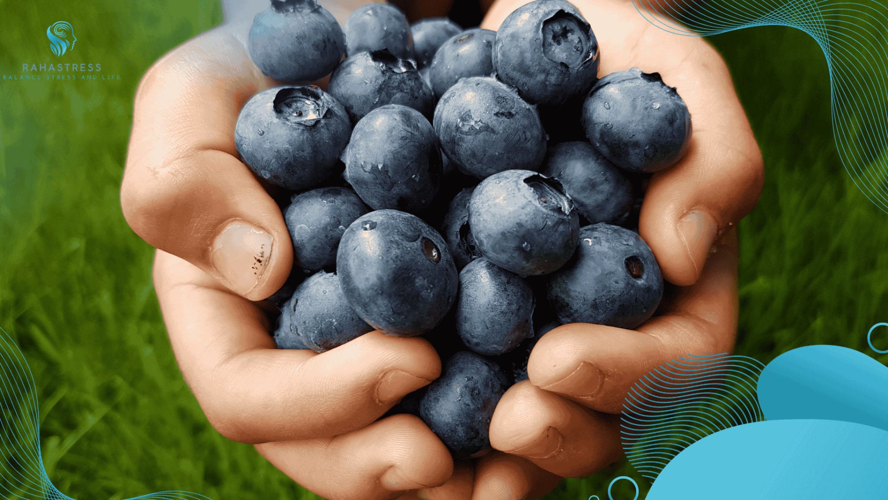 بلوبری برای محافظت از مغز و کاهش استرس