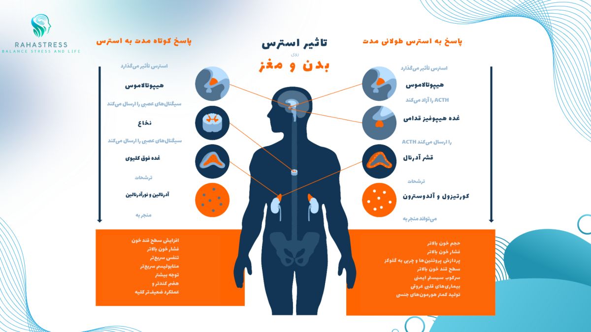چگونه استرس مزمن مغز را تغییر می‌دهد؟