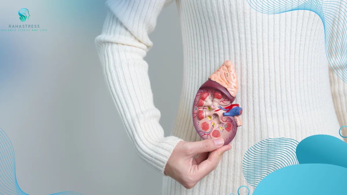 غدد فوق کلیوی (Adrenal Glands) : خط مقدم دفاع بدن