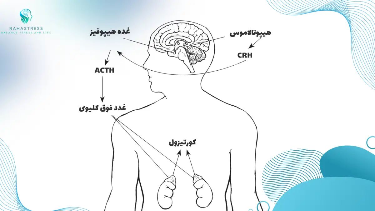 CRH و ACTH ؛ ترکیب آغازگر زنجیره استرس در بدن