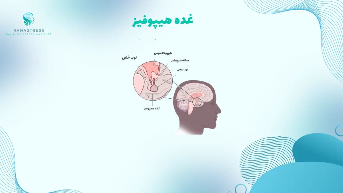 غده هیپوفیز (Pituitary Gland) : مرکز فرمان‌دهی هورمونی