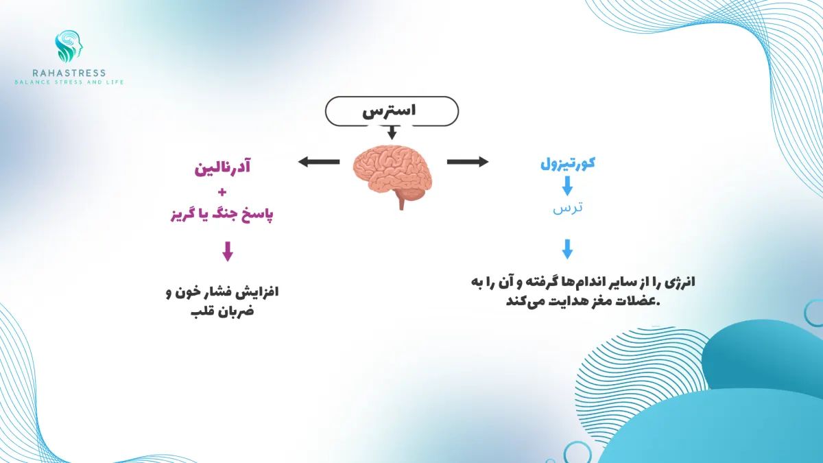 هورمون های استرس 