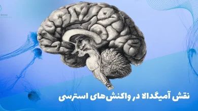 آمیگدالا