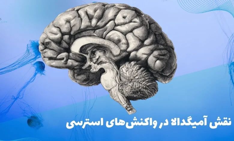 آمیگدالا